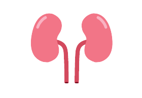 Kidney test